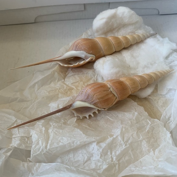 Other - Spindle Tibia Seashell (s) Vintage